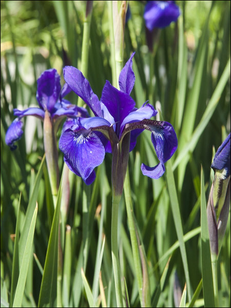 Caesars Brother Siberian Iris